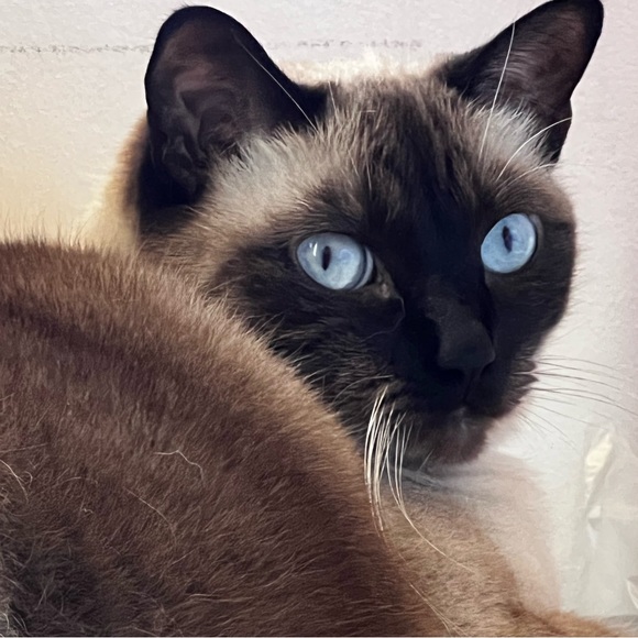 miss_kittenface